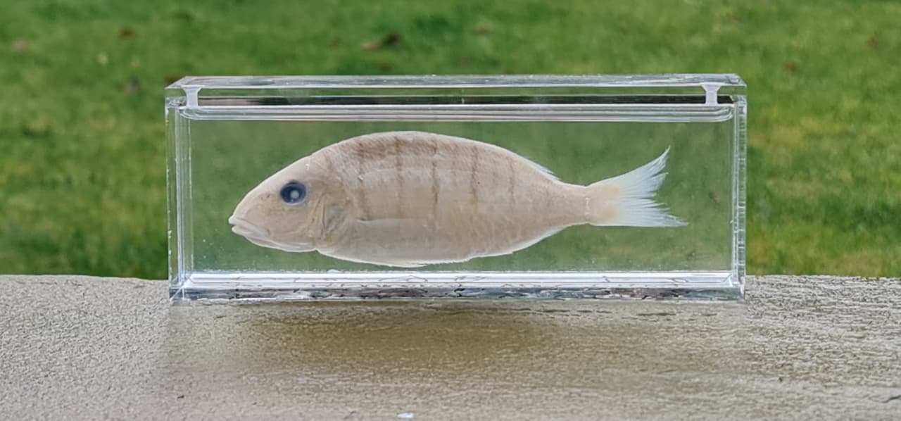 The fish in formaldehyde, in its clear case